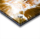 Autumn Explosion Acrylic print