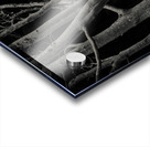 Beech Tree Acrylic print