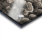 Bracket Fungi Acrylic print