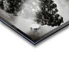 Roman Forum Trees Impression Acrylique