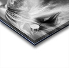 Icelandic Horse Acrylic print