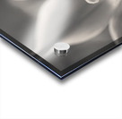 Tulip Pistil Acrylic print