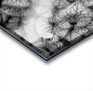 Jack Frost Plant Acrylic print