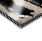 Horse Play Acrylic print