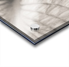 Hosta Leaf Acrylic print