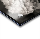 Hydrangea Acrylic print