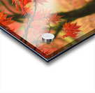 Autumn Japanese Maple Acrylic print