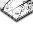 Islay Tree Acrylic print