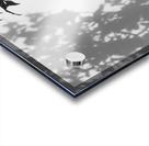 Nijo Castle Tree Acrylic print