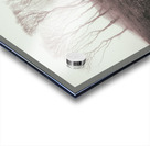 Misty Trees Acrylic print