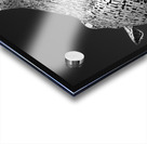 Kelpie Acrylic print