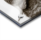 Highland Coo Impression Acrylique