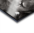 Lion Impression Acrylique