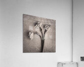 Fading Beauty Acrylic Print