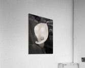 Calla Lily Bloom Impression acrylique