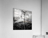 Solitary Tree Acrylic Print