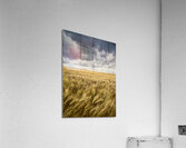 Storm Clouds Over Barley Field Acrylic Print