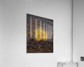 Autumn Tree Acrylic Print