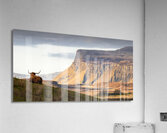 Highland Coo with a View Acrylic Print