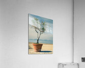 Olive Tree Acrylic Print