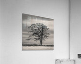 Llansteffan Cedar Tree Impression acrylique