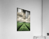 Field Tracks Acrylic Print