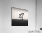 St Cyrus Tree Acrylic Print