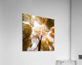 Autumn Explosion Acrylic Print