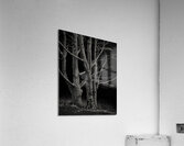Beech Tree Acrylic Print