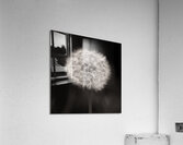 Woodland Study 5 Acrylic Print