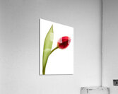Red Tulip Acrylic Print