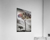 Roman Forum Trees Impression acrylique