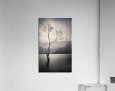 Lone Tree on Buttermere Acrylic Print