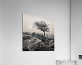 Dartmoor Tree Acrylic Print