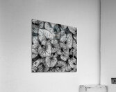 Jack Frost Plant Acrylic Print