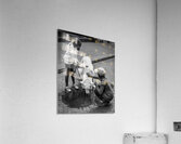 Watering Hole Acrylic Print