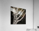 Burghley Birch Tree Impression acrylique