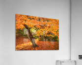 Maple Autumn Beauty Acrylic Print