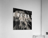 Cypress Leaves Acrylic Print