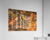 Shinjuku Gyoen Autumn Reflection Impression acrylique