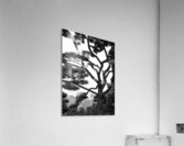 Kokyo Gaien Branches Impression acrylique