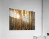 Sunlight in the Bamboo Forest Acrylic Print