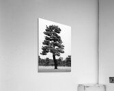 Japanese Black Pine Tree Acrylic Print