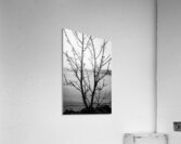 Islay Tree Acrylic Print