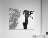 Nijo Castle Tree Acrylic Print