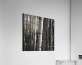 Arashiyama Bamboo Acrylic Print