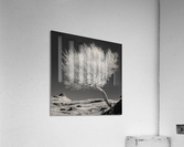 Highland Tree and Peak Acrylic Print