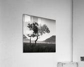 Crummock Water Tree Acrylic Print