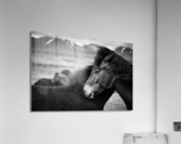 Icelandic Horses Impression acrylique