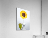 Sunflower Acrylic Print
